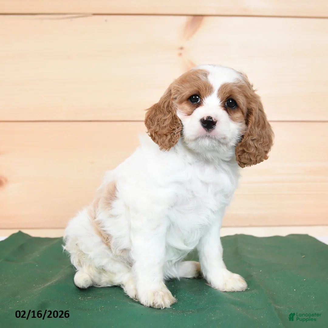 Cavapoo dogs for sale: Heidi - Ad 4