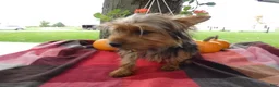 Yorkshire Terrier dogs for sale: Yorkshire Terrier 2 Monroe - Ad 5