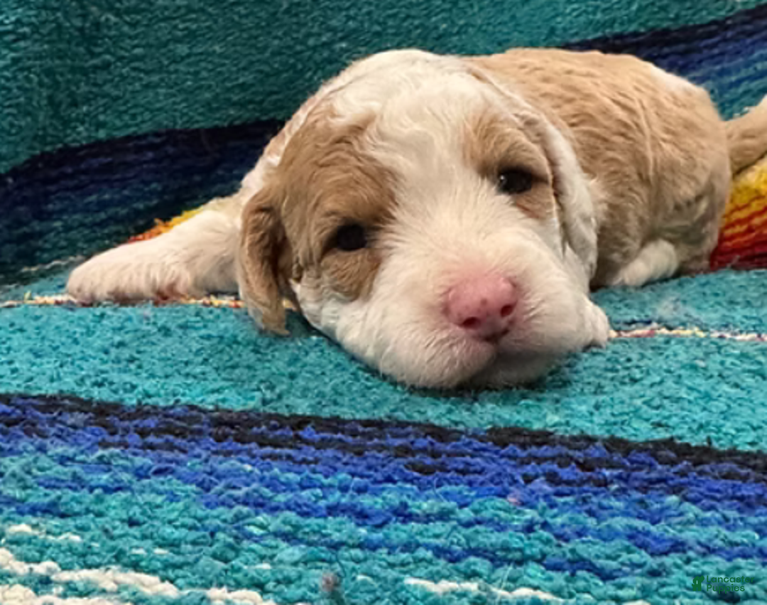 Mini Bernedoodle dogs for sale: Simba - Ad 2