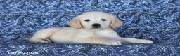 Golden Retriever dogs for sale: Macy - Ad 5