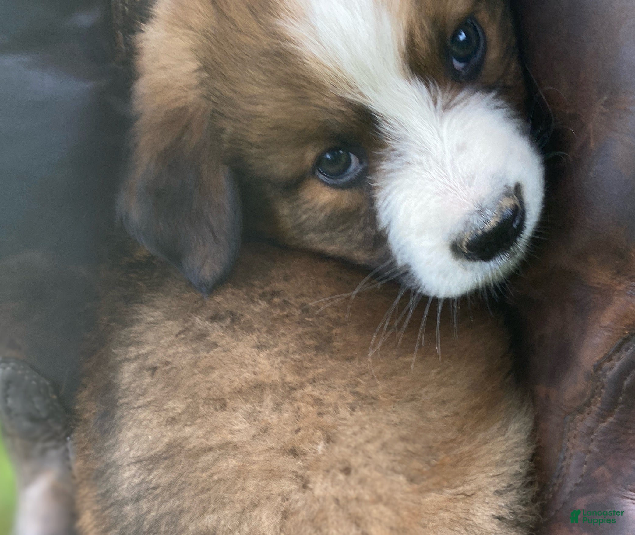 Mixed Breed dogs for sale: ♥️SWEET RIVER♥️ - Ad 7