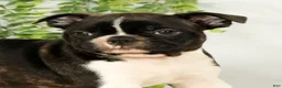 Frenchton dogs for sale: Malta - Ad 6
