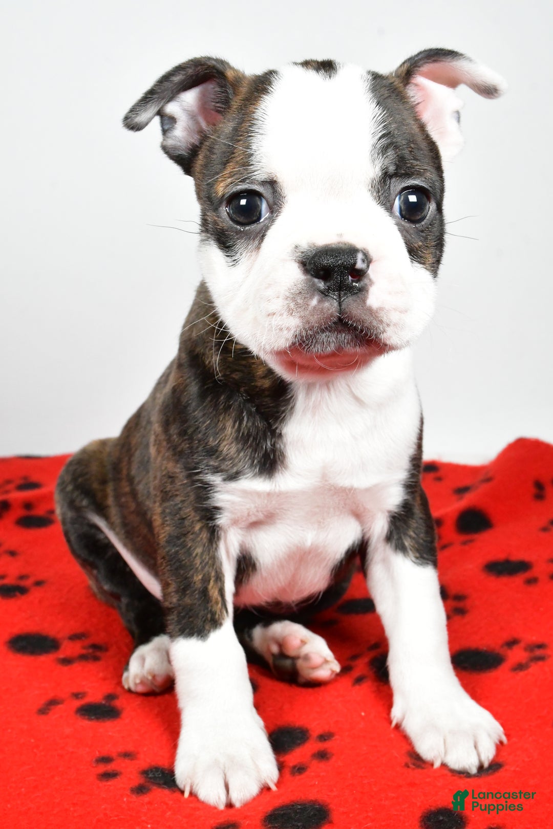 Boston Terrier dogs for sale: Ricky  - Ad 8