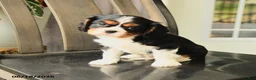 Cavalier King Charles Spaniel dogs for sale: Scotty - Ad 3