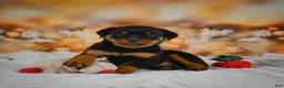 Rottweiler dogs for sale: Miles - Ad 2