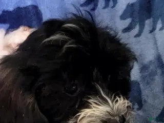 Schnoodle dogs Dolly - Ad 2