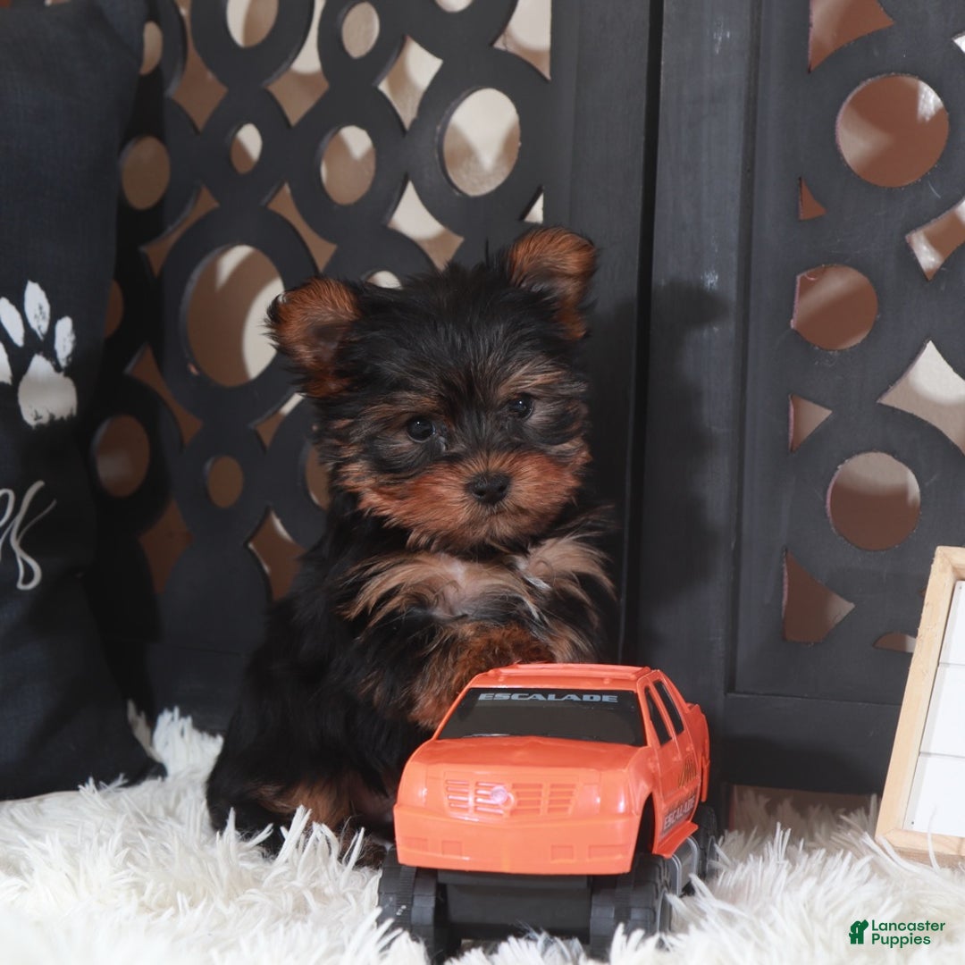 Yorkshire Terrier dogs for sale: Yorkshire Terrier Dino - Ad 3