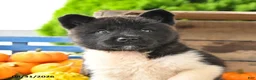 Akita dogs for sale: Nessie - Ad 3