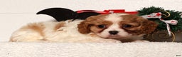 Cavapoo dogs for sale: Arthur - Ad 6