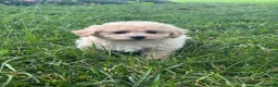 Bichpoo dogs for sale: Belle  - Ad 3