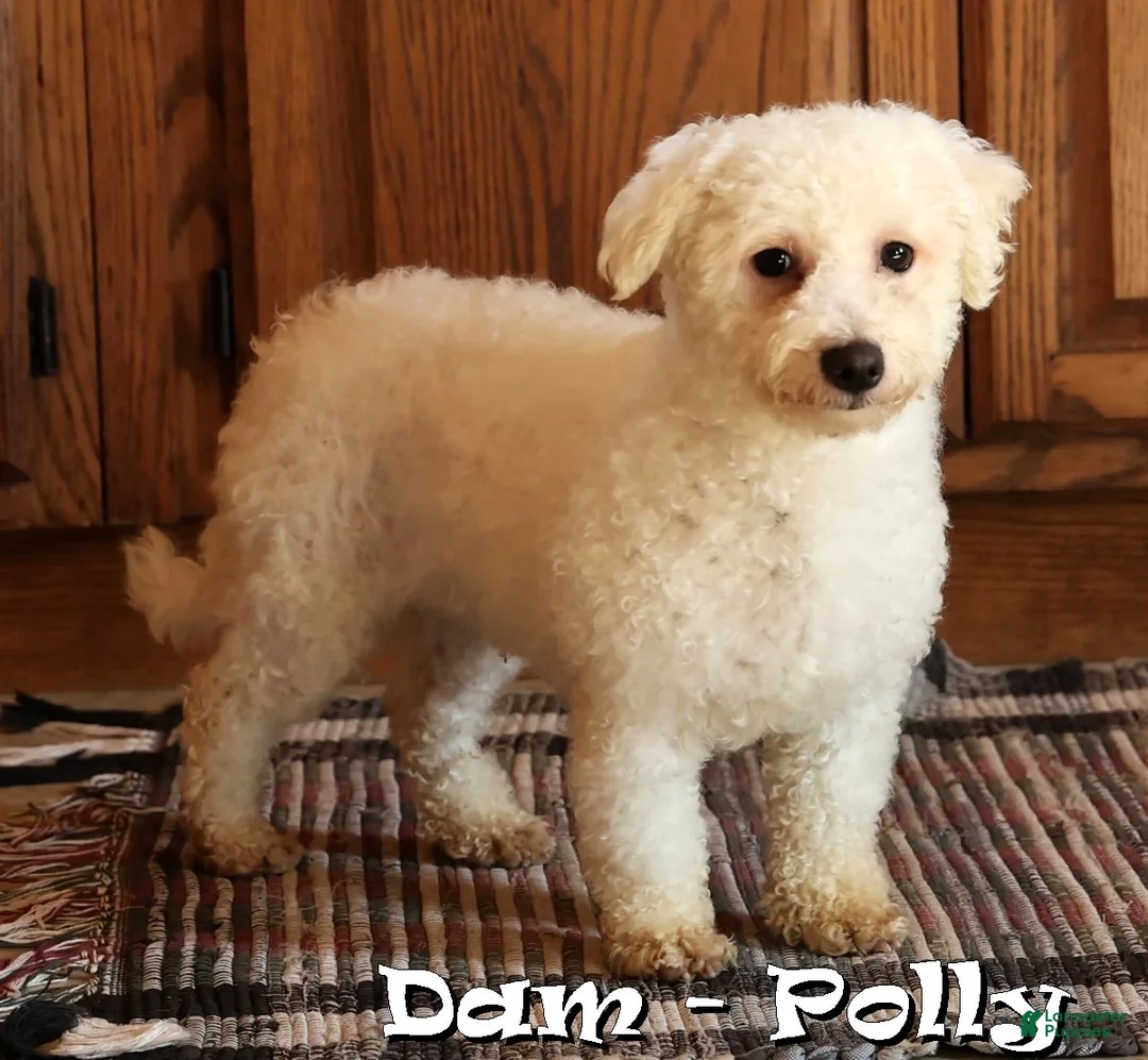 Bichpoo dogs for sale: Hazel - Ad 10