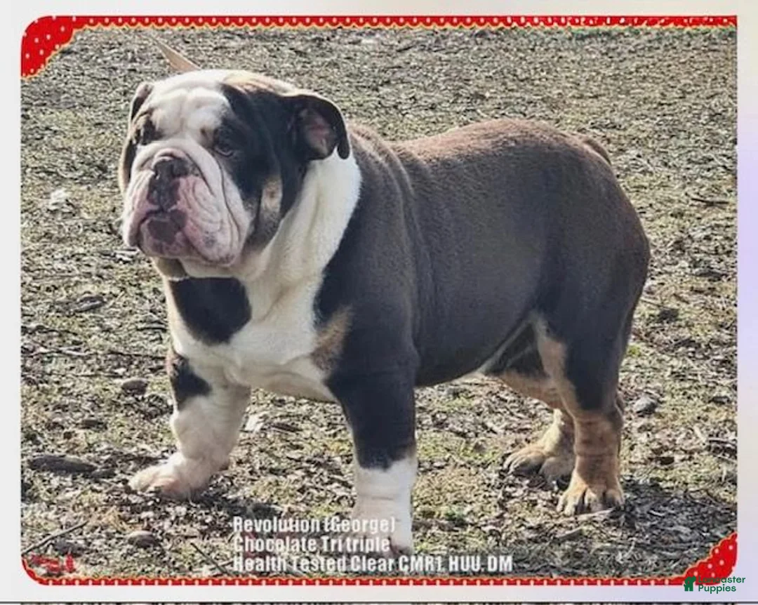 English Bulldog dogs for sale: Lilly, Lilac Merle - Ad 10