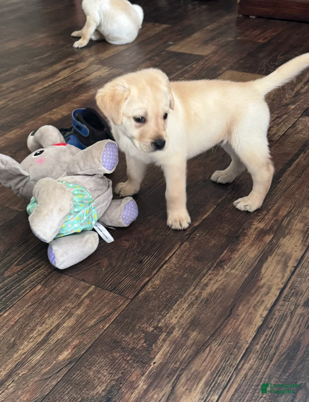 Labrador Retriever dogs for sale: Raylyn - Ad 2