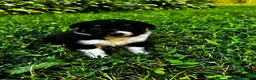 Australian Shepherd dogs for sale: Rosie - Ad 13