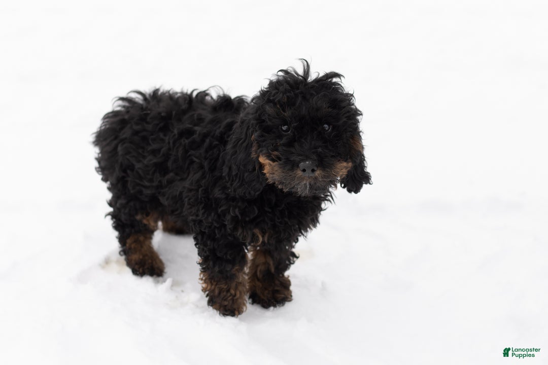 Mixed Breed dogs for sale: Connor - Ad 2