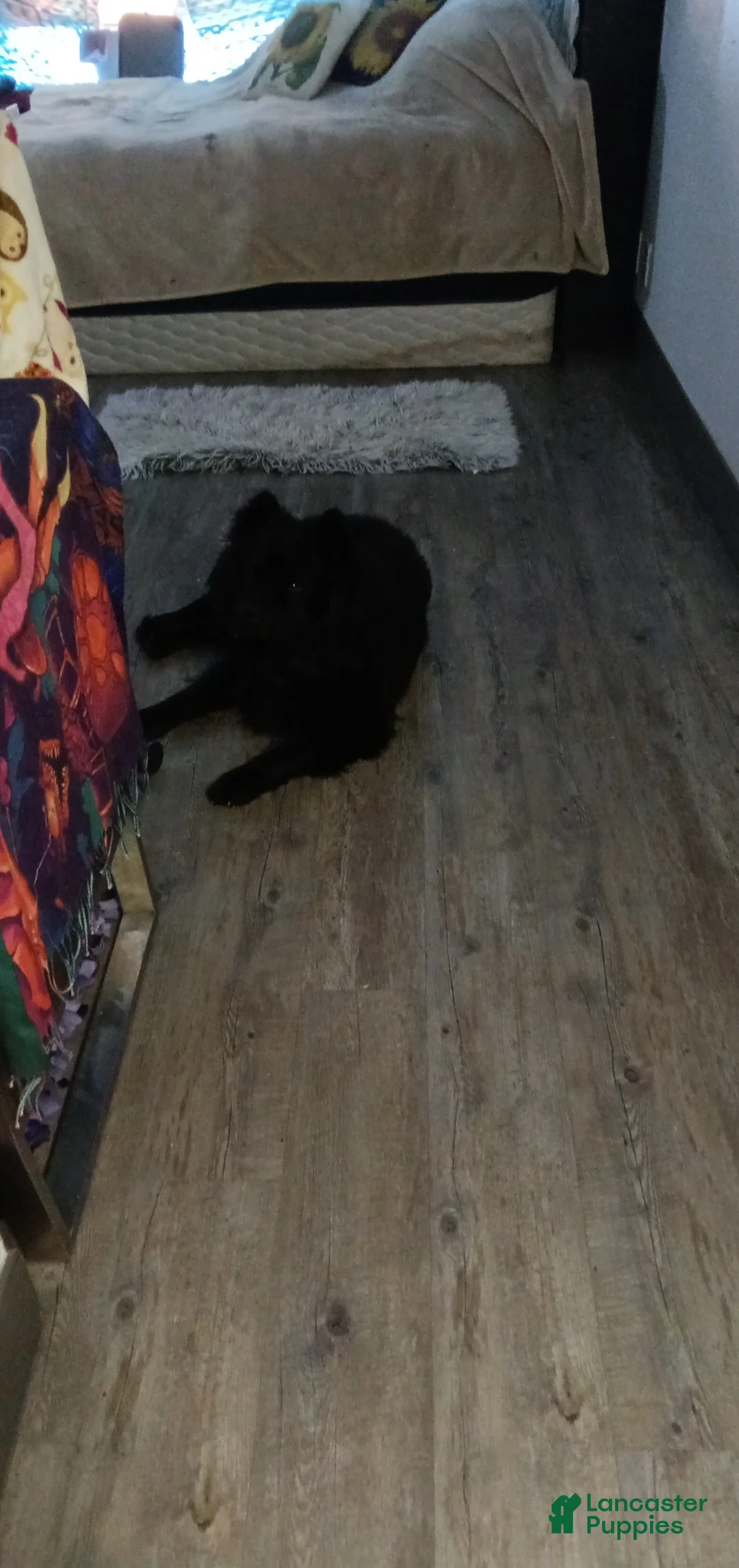 Chow Chow dogs for stud: Chow-chow - Ad 3