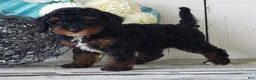 Cavapoo dogs for sale: Diamond - Ad 2