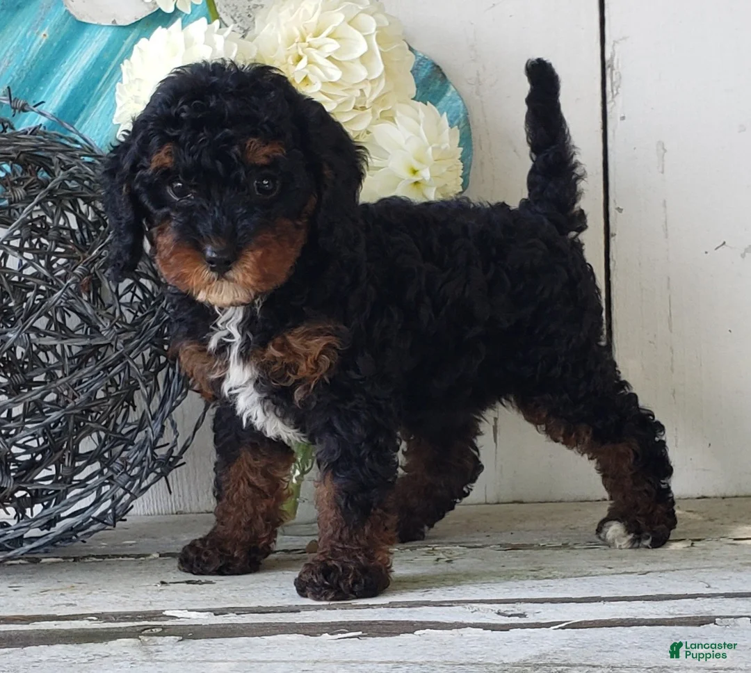 Cavapoo dogs for sale: Diamond - Ad 2