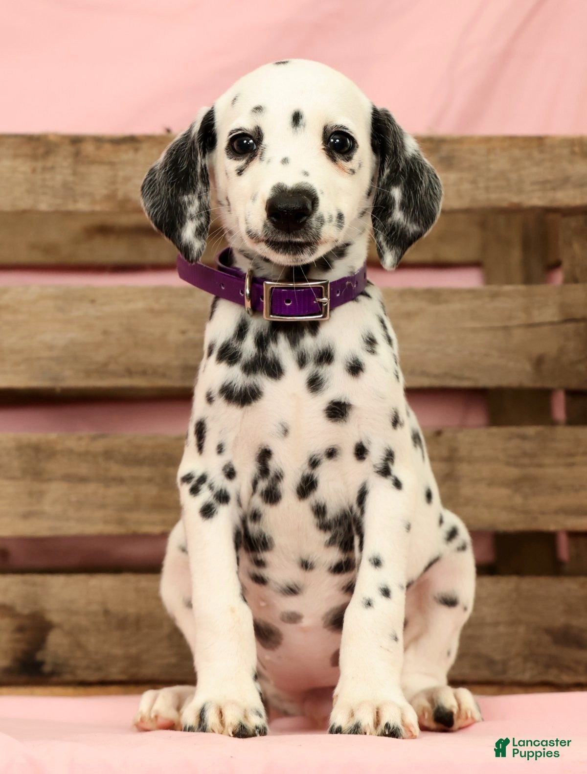 Dalmatian dogs Tracy - Ad 2