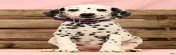 Dalmatian dogs for sale: Tracy - Ad 2