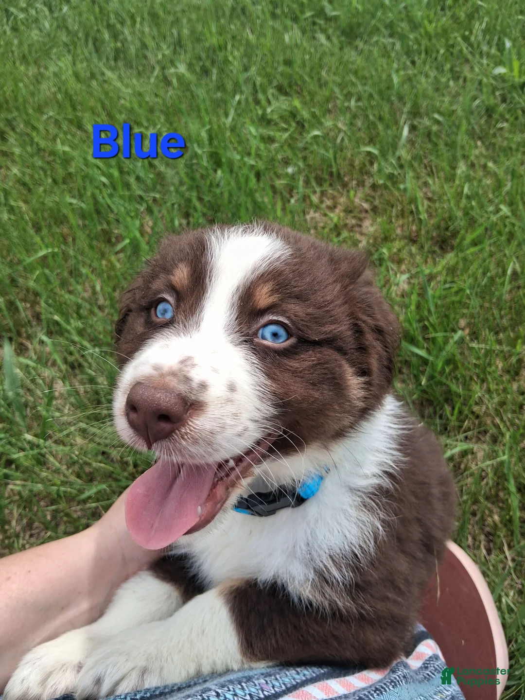 Australian Shepherd dogs for sale: Blue - Ad 2