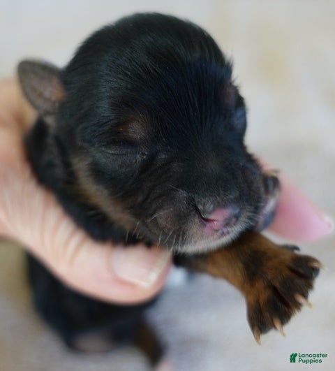 Yorkshire Terrier dogs Zephyr solid black face - Ad 22