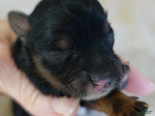 Yorkshire Terrier dogs Zephyr solid black face - Ad 25