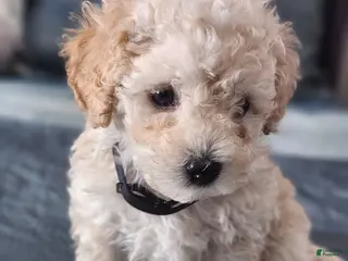 Maltipoo dogs Maltipoo Puppy 6 - Ad 3