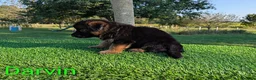 German Shepherd dogs for sale: Darvin - Ad 4