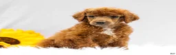 Standard Poodle dogs for sale: Monty - Ad 3