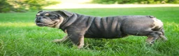 English Bulldog dogs for sale: Xena - Ad 4