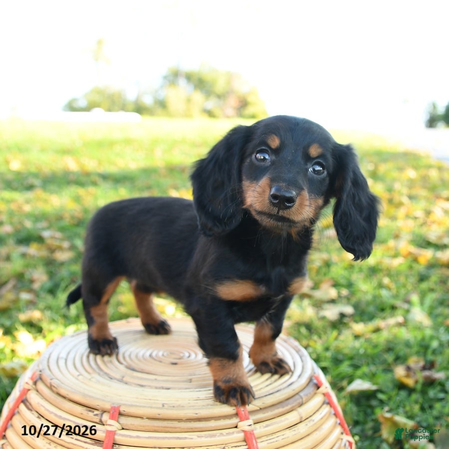 Miniature Dachshund dogs for sale: Pumpkin - Ad 2