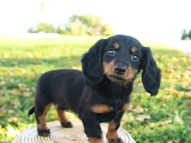 Miniature Dachshund dogs for sale: Pumpkin - Ad 2