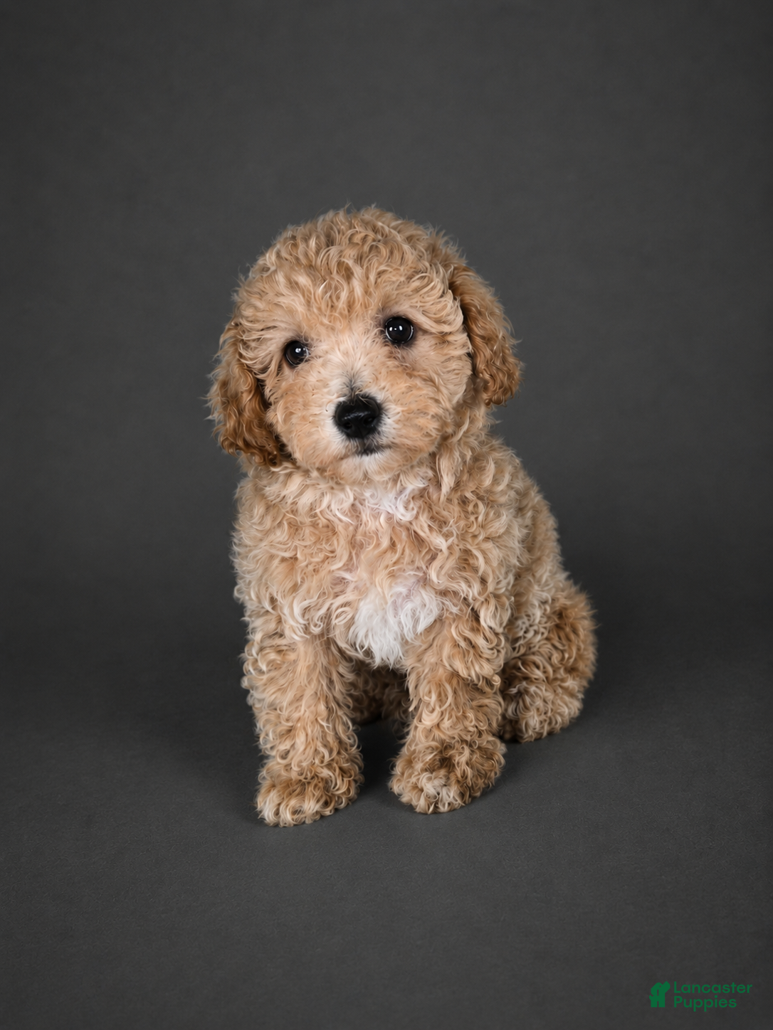 Bichpoo dogs Milo - Ad 28