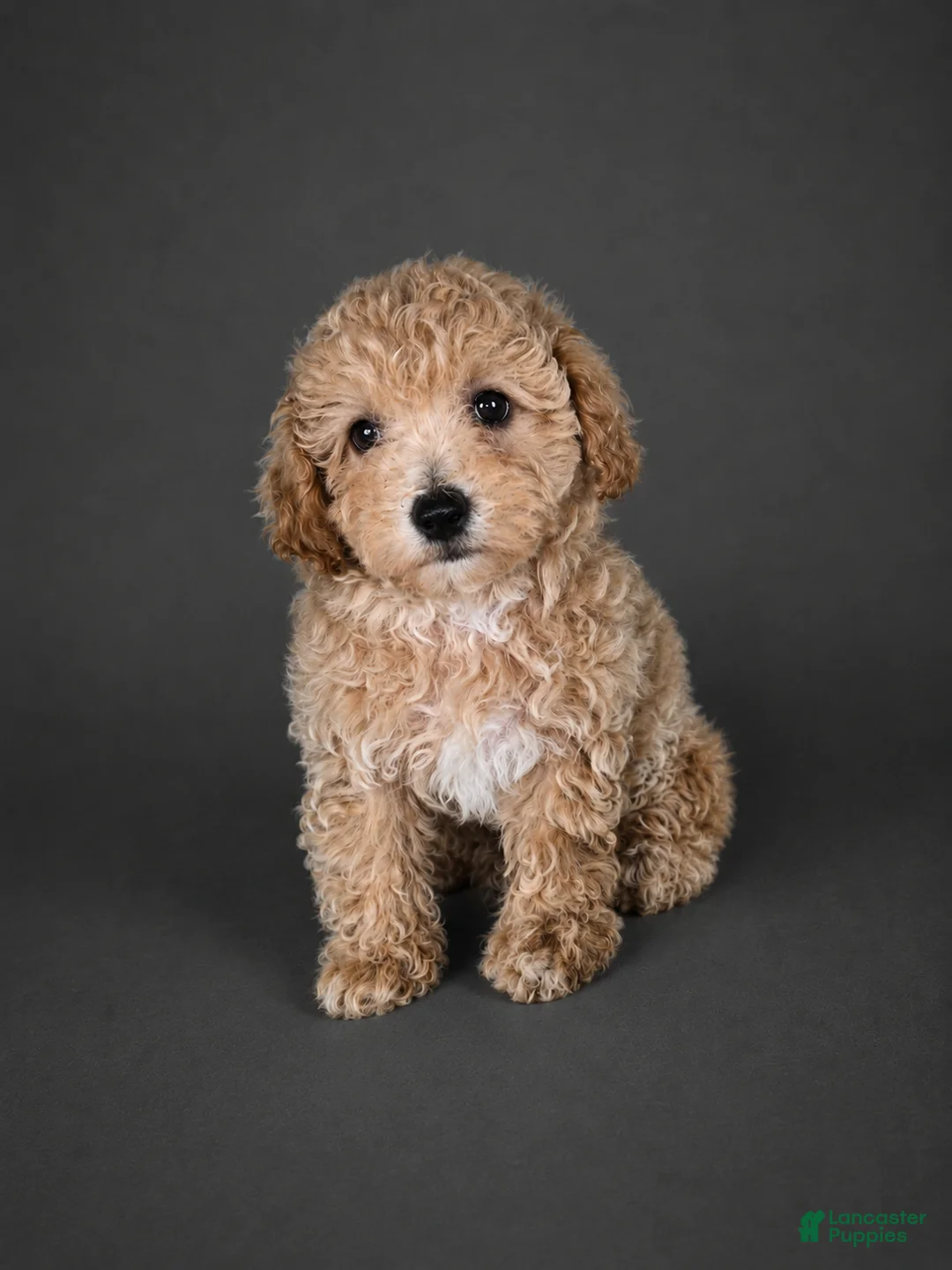 Bichpoo dogs for sale: Milo - Ad 1