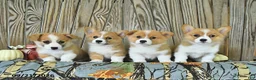 Welsh Corgi Pembroke dogs for sale: Arthur - Ad 5