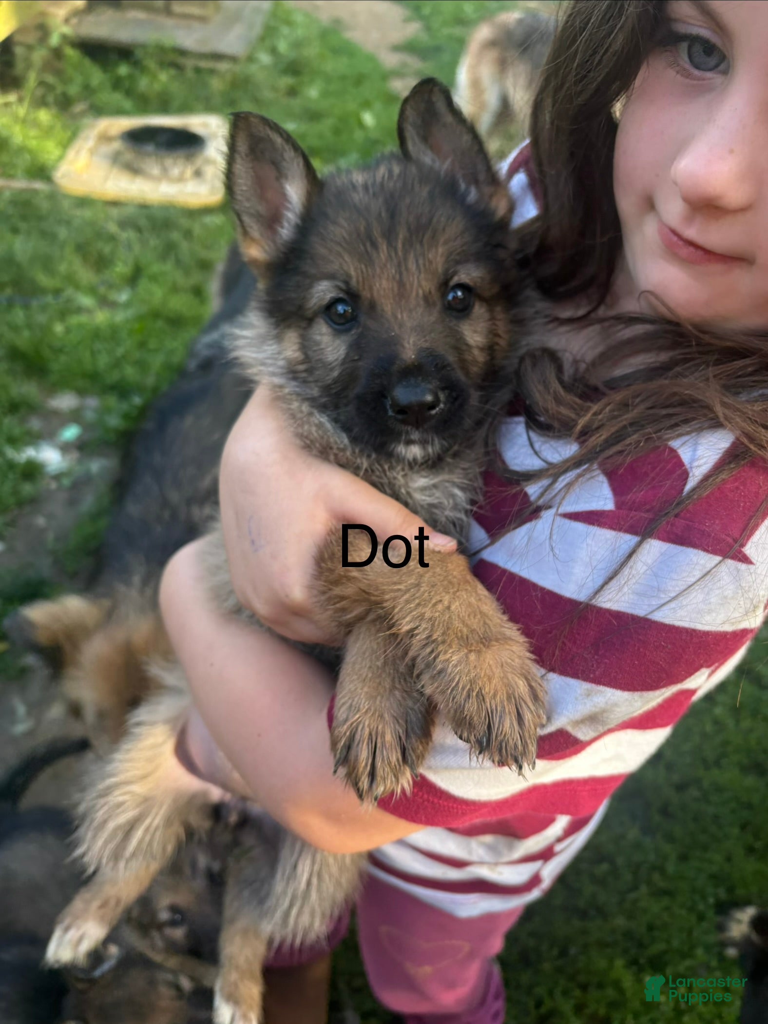 German Shepherd dogs Dot - Ad 2