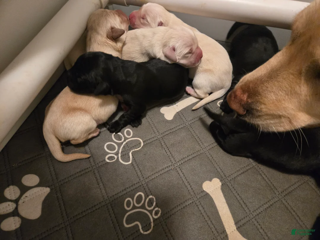 Goldador dogs for sale: Yellow male #1 - Ad 1