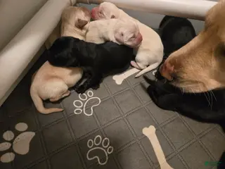 Goldador dogs Yellow male #1 - Ad 23