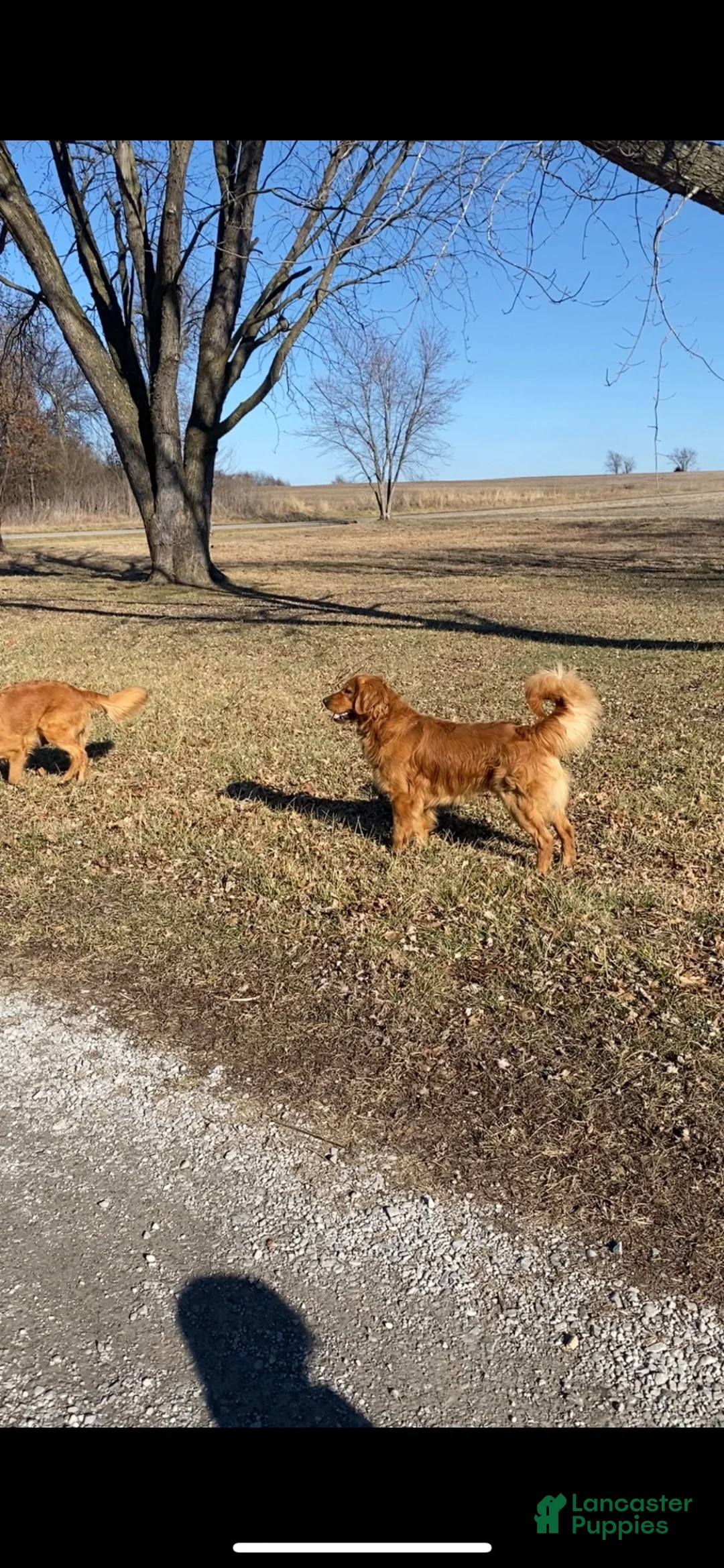 Golden Retriever dogs for sale: Max - Ad 10