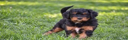 Mixed Breed dogs for sale: Samson - Mini Bernedoodle - Ad 4