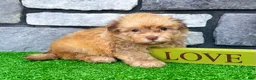 Havanese dogs for sale: Oscar - Ad 4