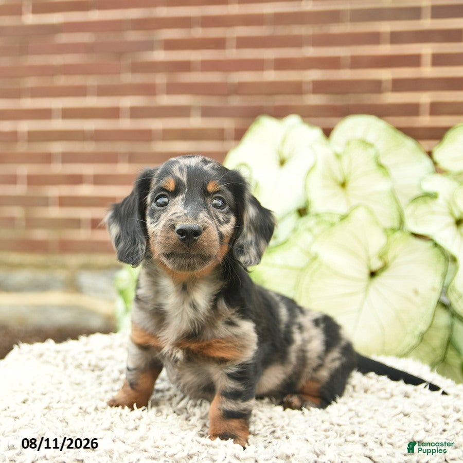 Miniature Dachshund dogs Charlie  - Ad 1