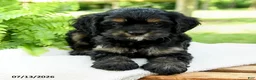 Cockalier dogs for sale: Licorice - Ad 5
