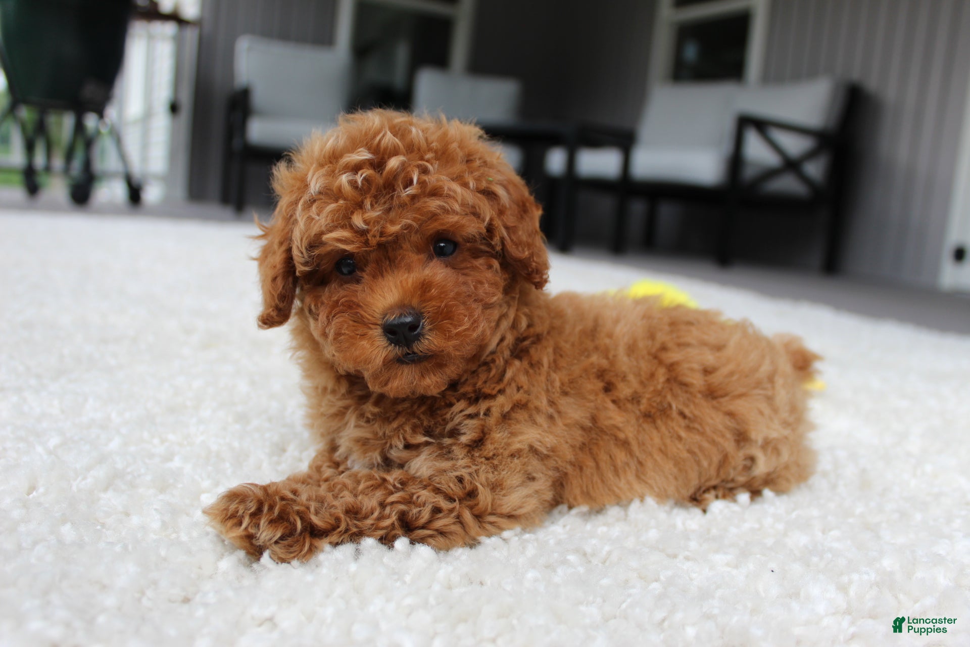 Toy Poodle dogs Tucker - Ad 1