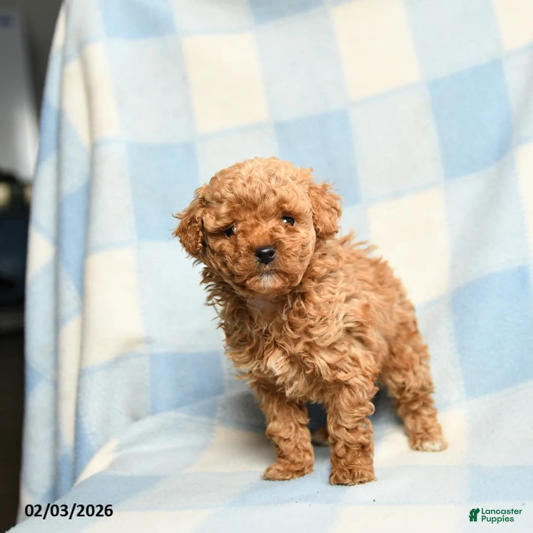 Toy Poodle dogs for sale: Stephanie - Ad 2