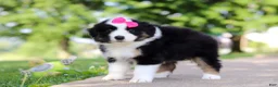 Miniature Australian Shepherd dogs for sale: Cisco - Ad 4