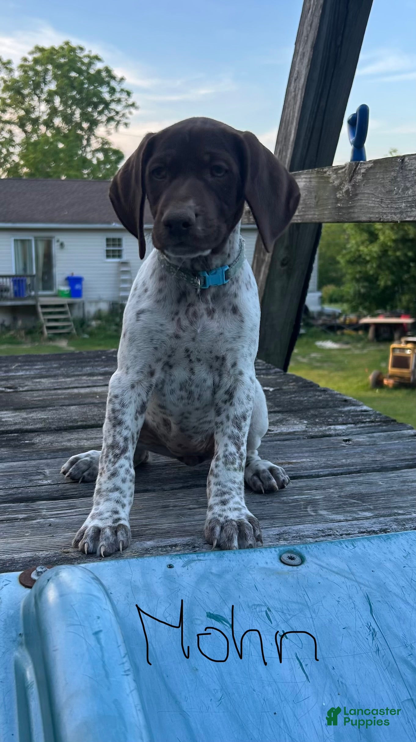 German Shorthaired Pointer dogs Light Blue Girl - Ad 2