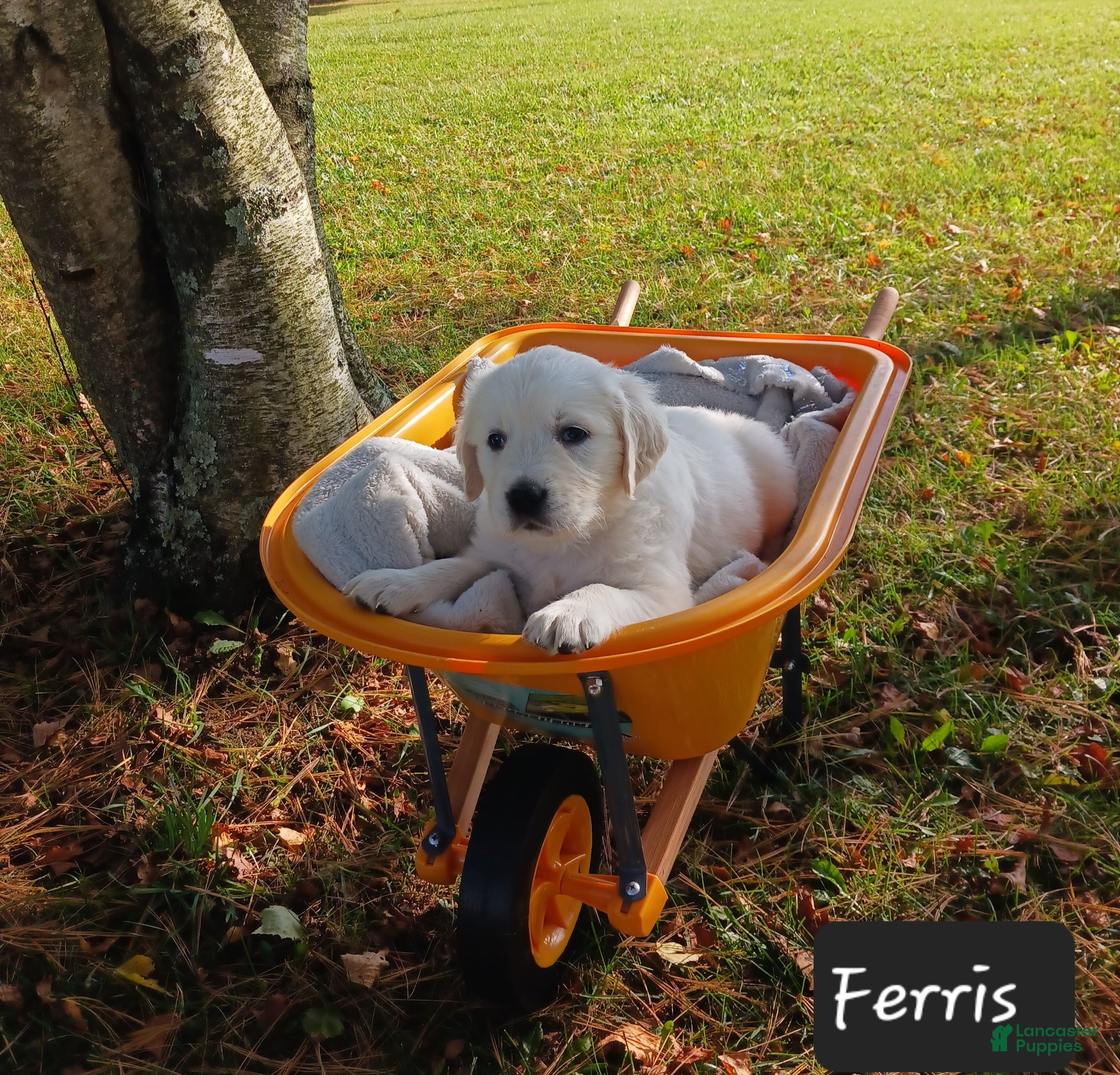 Golden Retriever dogs Ferris  - Ad 2