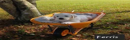 Golden Retriever dogs for sale: Ferris  - Ad 2